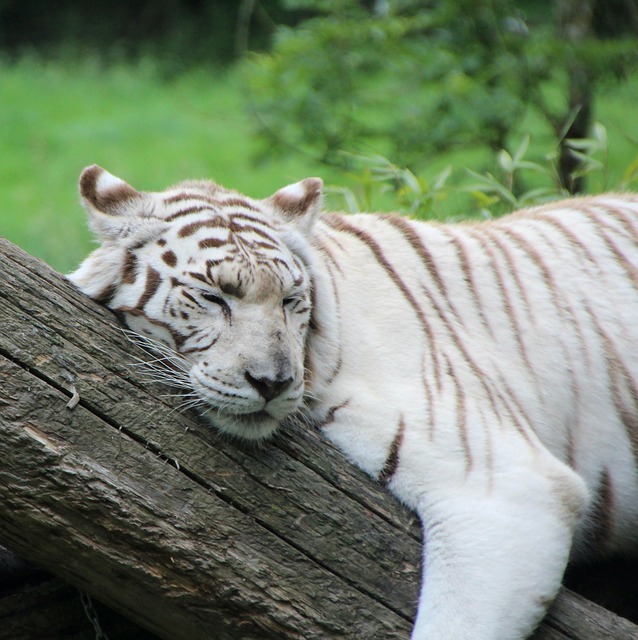 Zdjęcie śpiącego białego tygrysa
